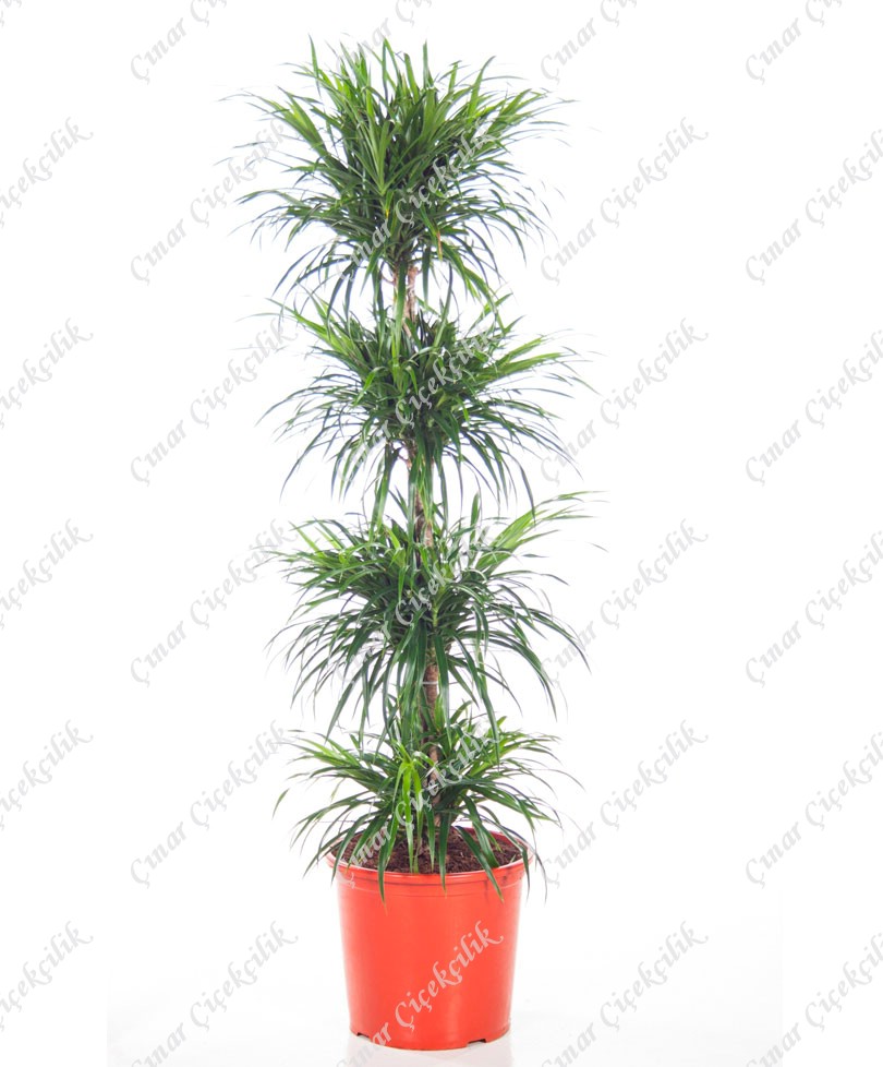 4'Lü Dracaena Saksı Çiçeği C-SAK141