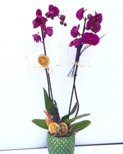 Pembe Orkide Çift Dal C-OR103