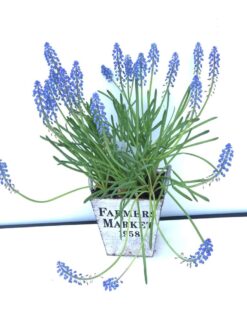 Lavinta Özel Saksı Çiçeği