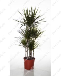 5'li Yeşil Drecina Saksı Çiçeği C-SAK159