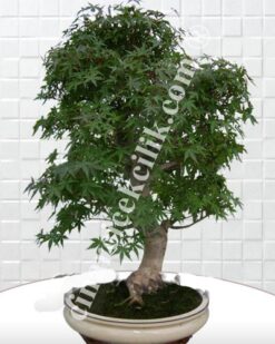 Acer Palmatum Bonsai
