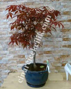 Acer Palmatum Bonsai Ağaç Yuvarlak