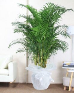 Big Areka Saksı Çiçeği C-SAK160