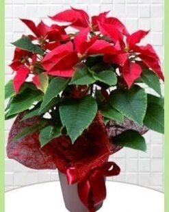 Saksıda Kırmızı Atatürk Çiçeği C-SAK136