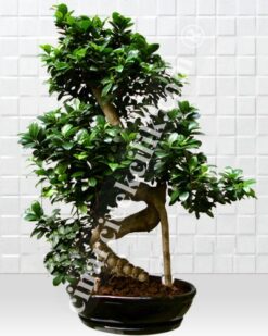 Büyük Bonsai Siyah Seramik