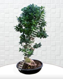 Büyük Boy Carmona Bonsai Agaç 2