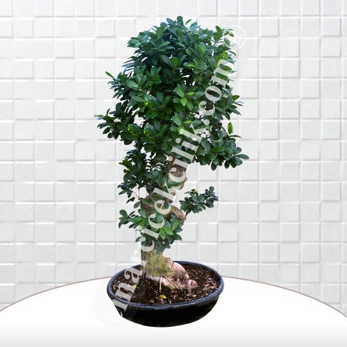 Büyük Boy Carmona Bonsai Agaç 2