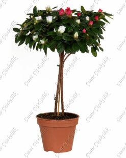 Pembe Beyaz Baston Açelya C-SAK115