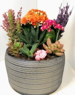 Berberis Thunbergii Maria Özel Tasatım ÇINAR ÇİÇEKÇİLİK