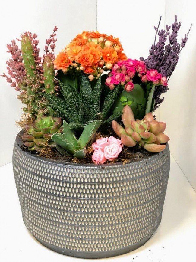 Berberis Thunbergii Maria Özel Tasatım ÇINAR ÇİÇEKÇİLİK