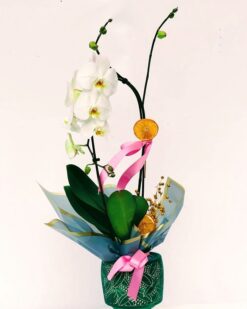 Stella Desenli Vazoda Beyaz Orkide