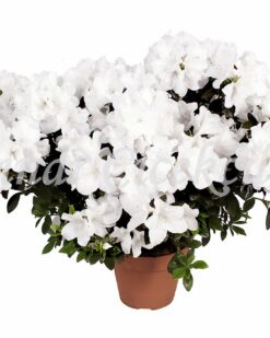 Beyaz Yıldız Açelya C-SAK105