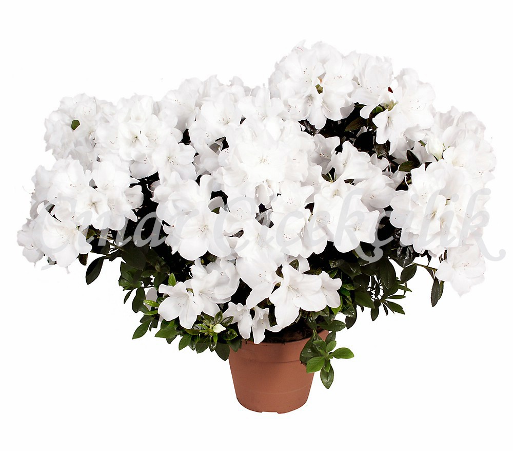 Beyaz Yıldız Açelya C-SAK105