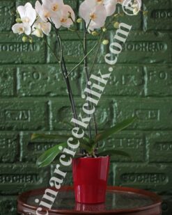 Beyaz Düş İkili Orkide C-OR154