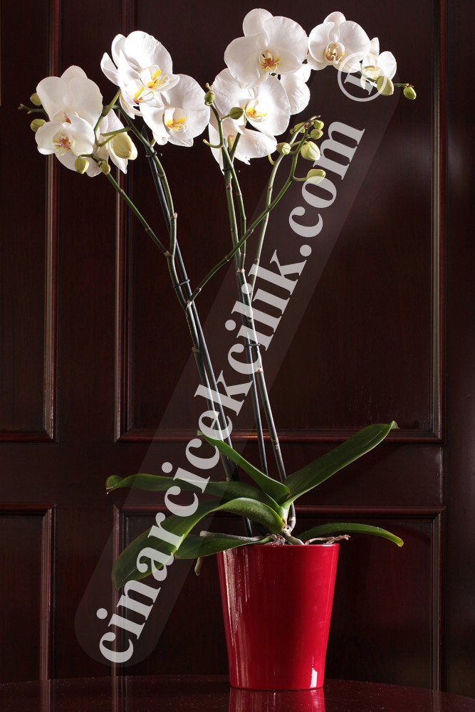 Beyaz İkili Orkide Çiçeği C-OR153
