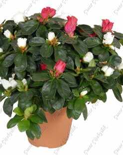 Beyaz Pembe Açelya C-SAK112