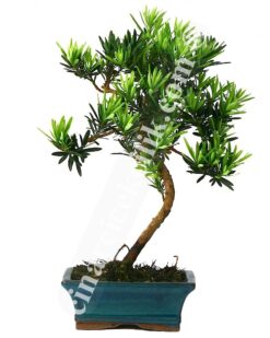 Bonsai Linex Ağaç (Ortaboy)