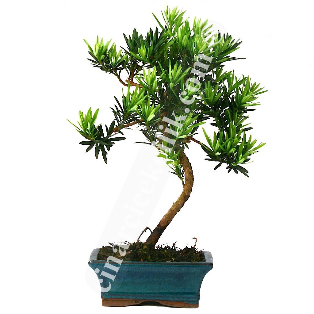 Bonsai Linex Ağaç (Ortaboy)