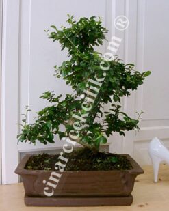 Bonsai Ağaç Carmona