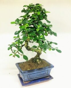 Zelkova Bonsai Ağaç Kayalı