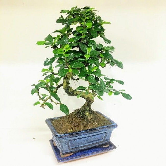 Bonsai Ağaçları