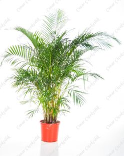 Büyük Areka Saksı Çiçeği C-SAK145