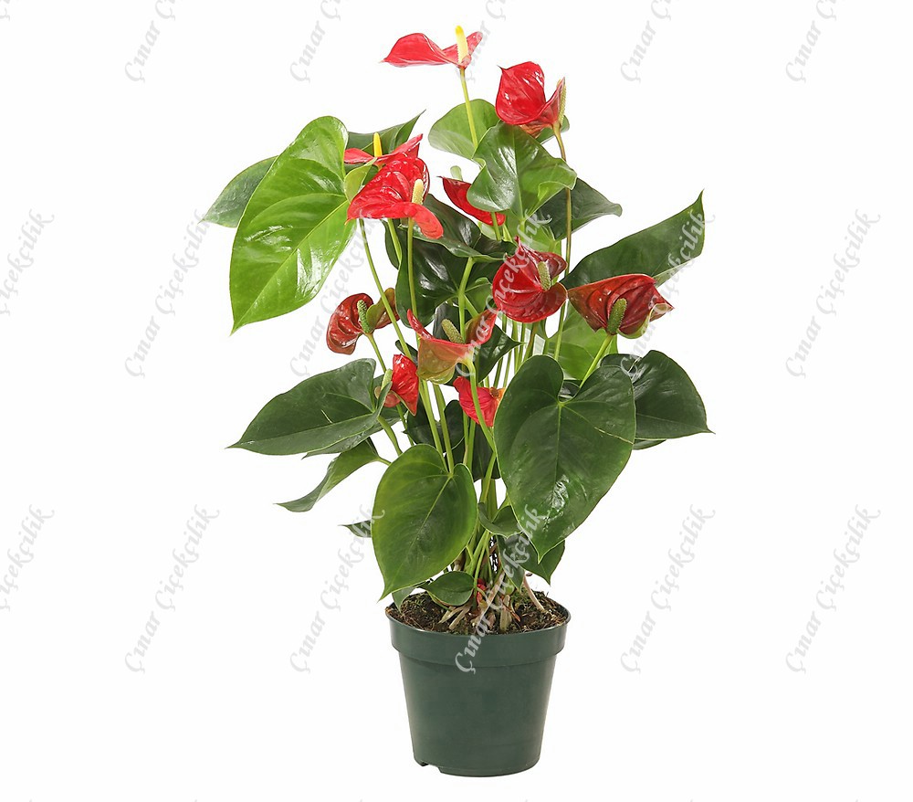 Büyük Kırmızı Antorium C-SAK121