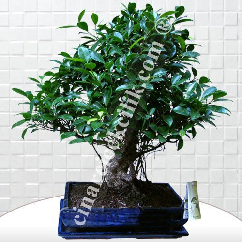 Büyük Boy Ficus Bonsai