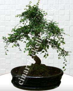Büyük Siyah Zelkova Bonsai
