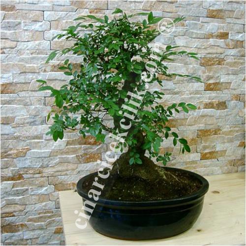 Büyük Zelkova Bonsai