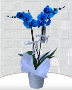 Mavi Orkide  C-OR8965