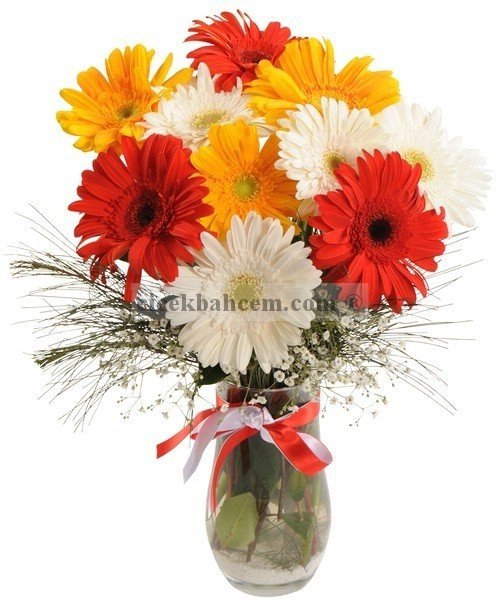 Aynı Gün Hızlı Teslimat'' RENK ZERAFETİ GERBERA ÇİÇEKLERİ