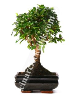 Bonsai Cormano Ağaç 25-30cm