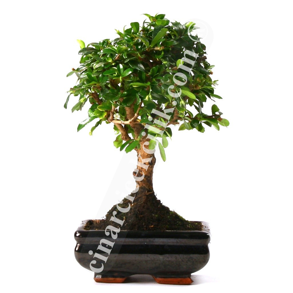 Bonsai Cormano Ağaç 25-30cm
