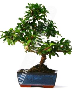 Bonsai Cormana Ağaç (Orta Boy)