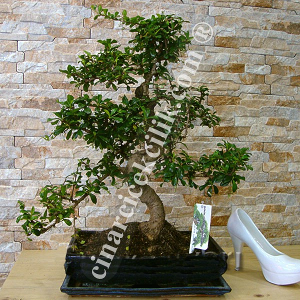 Carmona Bonsai ( Büyük Boy)