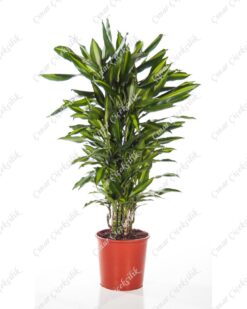 Çelik Drecina Saksı Çiçeği C-SAK158