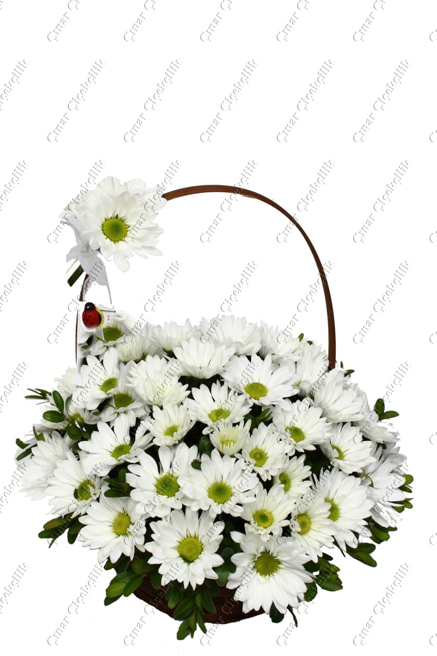 Saklı Düşler Papatya C-AR149