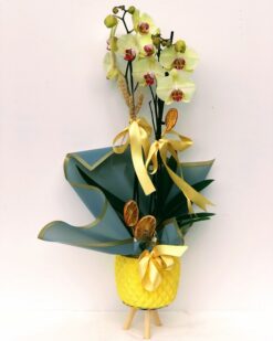 Marble Yellow Dream İkili Orkide