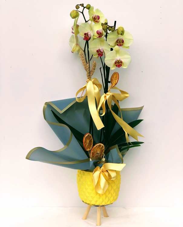 Marble Yellow Dream İkili Orkide