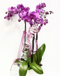 Pembe Dört Köklü Orkide C-OR124