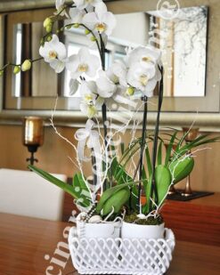 Dörtlü Beyaz Orkide Çiçeği C-OR147