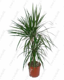 Dracaena Marg 2li Saksı Çiçeği C-SAK178
