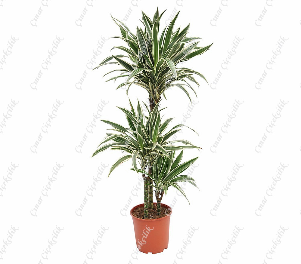 3'lu Drachenbaum Beyaz Saksı Çiçeği C-SAK180