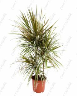 Drachenbaum Bicolor 3lu Saksı Çiçeği C-SAK181