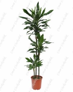 Drachenbaum Janet 3lu Saksı Çiçeği C-SAK182