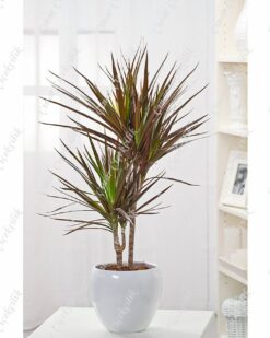 2 li Drachenbaum Magenta C-SAK175