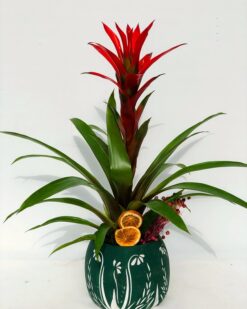 Marrible Dekoratif Desenli Vazoda Guzmanya Çiçeği