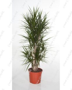 Çevik Drecina Masengena C-SAK164