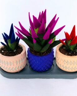 ROLAND Desenli Vazoda 3 Lü Kaktüs